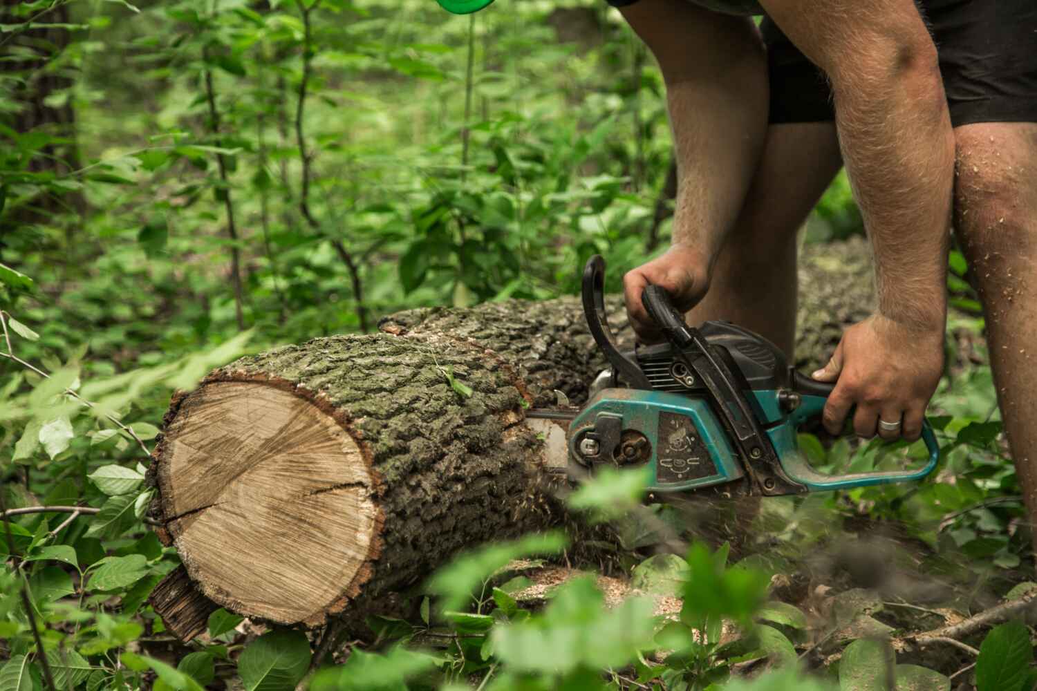 The Steps Involved in Our Tree Care Process in Fairfield, CA